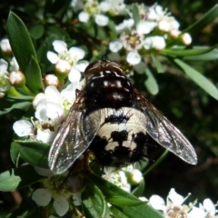 Formosia (Euamphibolia) speciosa at Boro, NSW - 21 Dec 2021