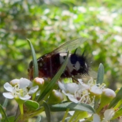 Formosia (Euamphibolia) speciosa at Boro, NSW - 21 Dec 2021