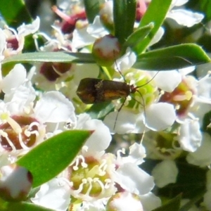 Tebenna micalis at Boro, NSW - 21 Dec 2021