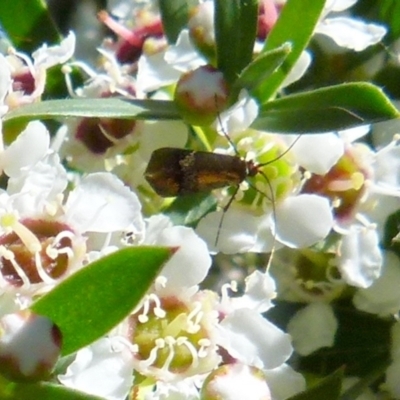 Tebenna micalis (Small Thistle Moth) at Boro - 20 Dec 2021 by Paul4K