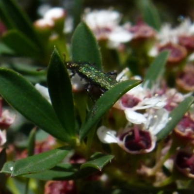 Eleale aspera (Clerid beetle) at Boro, NSW - 20 Dec 2021 by Paul4K