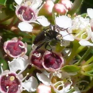 Eleale aspera at Boro, NSW - suppressed