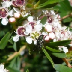 Eleale aspera at Boro, NSW - suppressed