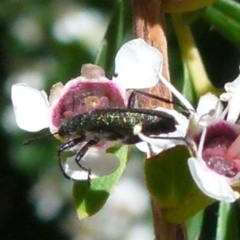 Eleale aspera at Boro, NSW - 21 Dec 2021