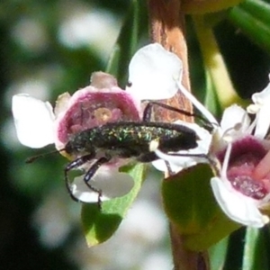 Eleale aspera at Boro, NSW - 21 Dec 2021