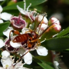 Ichneumonidae (family) (Unidentified ichneumon wasp) at Boro, NSW - 20 Dec 2021 by Paul4K