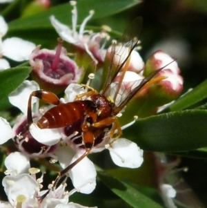 Ichneumonidae (family) at Boro, NSW - 21 Dec 2021