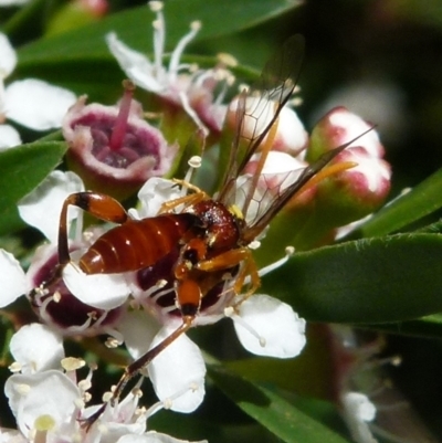 Ichneumonidae (family) (Unidentified ichneumon wasp) at Boro, NSW - 20 Dec 2021 by Paul4K