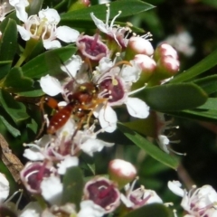 Ichneumonidae (family) at Boro, NSW - 21 Dec 2021
