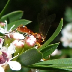 Ichneumonidae (family) at Boro, NSW - 21 Dec 2021