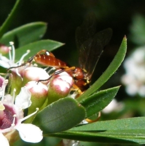 Ichneumonidae (family) at Boro, NSW - 21 Dec 2021