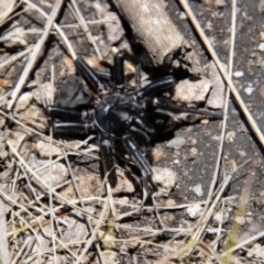 Atrax yorkmainorum (Funnel-web spider) at Cotter River, ACT - 17 Dec 2021 by SWishart