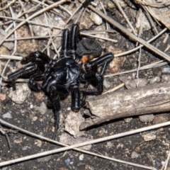 Atrax yorkmainorum at Cotter River, ACT - suppressed