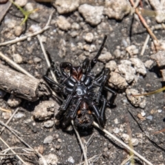 Atrax yorkmainorum at Cotter River, ACT - suppressed