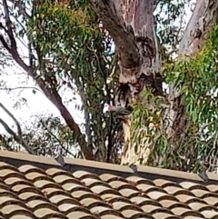 Callocephalon fimbriatum (Gang-gang Cockatoo) at Gossan Hill - 12 Dec 2021 by MichaelMulvaney