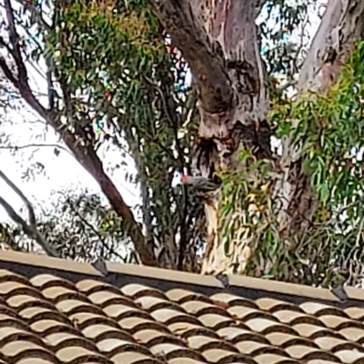 Callocephalon fimbriatum (Gang-gang Cockatoo) at Bruce, ACT - 12 Dec 2021 by MichaelMulvaney