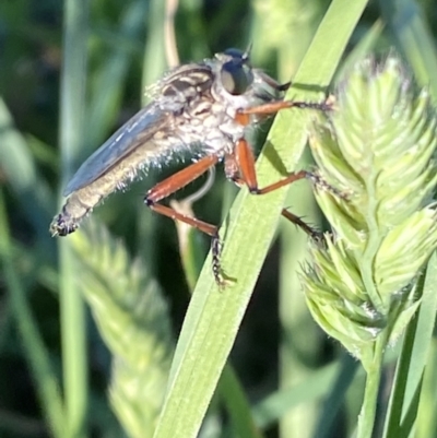 Colepia abludo (A robber fly) at Numeralla, NSW - 21 Dec 2021 by Steve_Bok