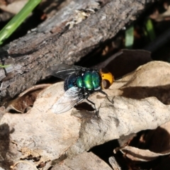 Amenia sp. (genus) (Yellow-headed Blowfly) at Bournda Environment Education Centre - 19 Dec 2021 by KylieWaldon