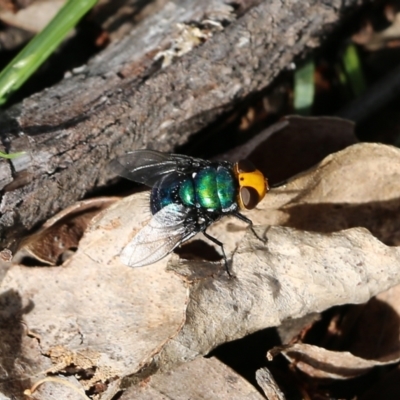 Amenia sp. (genus) (Yellow-headed Blowfly) at Bournda, NSW - 20 Dec 2021 by KylieWaldon