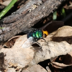 Amenia sp. (genus) (Yellow-headed Blowfly) at Bournda, NSW - 19 Dec 2021 by KylieWaldon