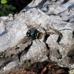 Amenia sp. (genus) at Bournda, NSW - 20 Dec 2021