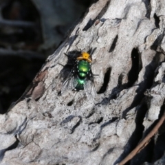 Amenia sp. (genus) at Bournda, NSW - 20 Dec 2021 07:30 AM