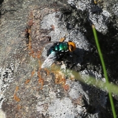 Amenia sp. (genus) at Bournda, NSW - 20 Dec 2021 07:30 AM