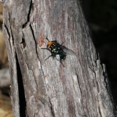 Amenia sp. (genus) at Bournda, NSW - 20 Dec 2021 07:30 AM