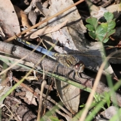 Orthetrum caledonicum (Blue Skimmer) at Bournda National Park - 19 Dec 2021 by KylieWaldon