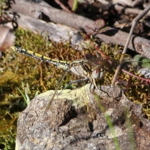 Orthetrum caledonicum at Bournda, NSW - 20 Dec 2021