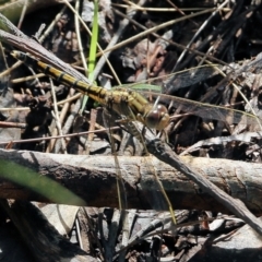 Orthetrum caledonicum at Bournda, NSW - 20 Dec 2021