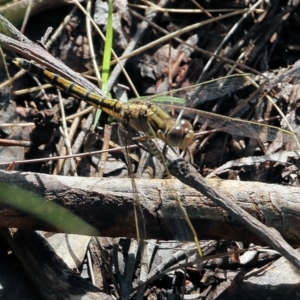 Orthetrum caledonicum at Bournda, NSW - 20 Dec 2021