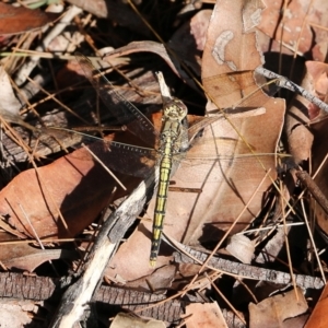 Orthetrum caledonicum at Bournda, NSW - 20 Dec 2021