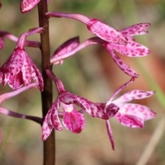 Dipodium punctatum (Blotched Hyacinth Orchid) at Bournda, NSW - 20 Dec 2021 by KylieWaldon