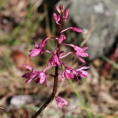 Dipodium punctatum at Bournda, NSW - 20 Dec 2021