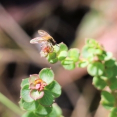Unidentified Long-legged Fly (Dolichopodidae) at Bournda National Park - 19 Dec 2021 by KylieWaldon