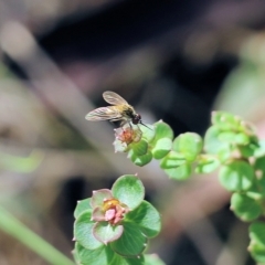 Geron sp. (genus) at Bournda, NSW - 20 Dec 2021