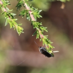 Unidentified Moth (Lepidoptera) at Bournda National Park - 19 Dec 2021 by KylieWaldon