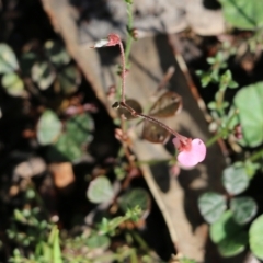 Pullenia gunnii (A Tick-Trefoil) at Bournda, NSW - 20 Dec 2021 by KylieWaldon