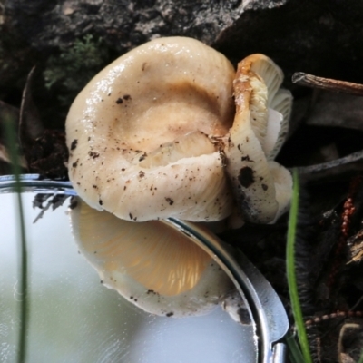 Unidentified Cap on a stem; gills below cap [mushrooms or mushroom-like] at Bournda National Park - 19 Dec 2021 by KylieWaldon