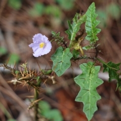 Solanum prinophyllum (Forest Nightshade) at Bournda Environment Education Centre - 20 Dec 2021 by KylieWaldon