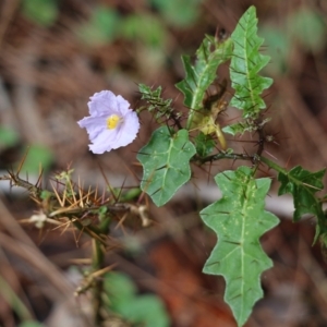 Solanum prinophyllum at Bournda, NSW - 20 Dec 2021