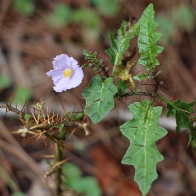 Solanum prinophyllum (Forest Nightshade) at Bournda Environment Education Centre - 19 Dec 2021 by KylieWaldon