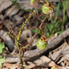 Solanum prinophyllum at Bournda, NSW - 20 Dec 2021