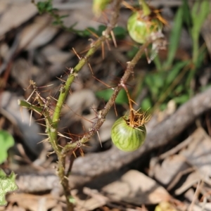 Solanum prinophyllum at Bournda, NSW - 20 Dec 2021