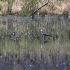 Himantopus leucocephalus (Pied Stilt) at Pialligo, ACT - 21 Dec 2021 by RodDeb