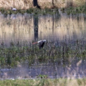 Himantopus leucocephalus at Pialligo, ACT - 21 Dec 2021 11:56 AM