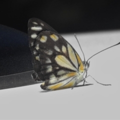 Belenois java (Caper White) at Namadgi National Park - 21 Dec 2021 by JohnBundock