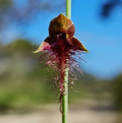 Calochilus gracillimus (Late Beard Orchid) at Vincentia, NSW - 20 Dec 2021 by RobG1