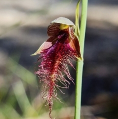 Calochilus gracillimus at Vincentia, NSW - suppressed